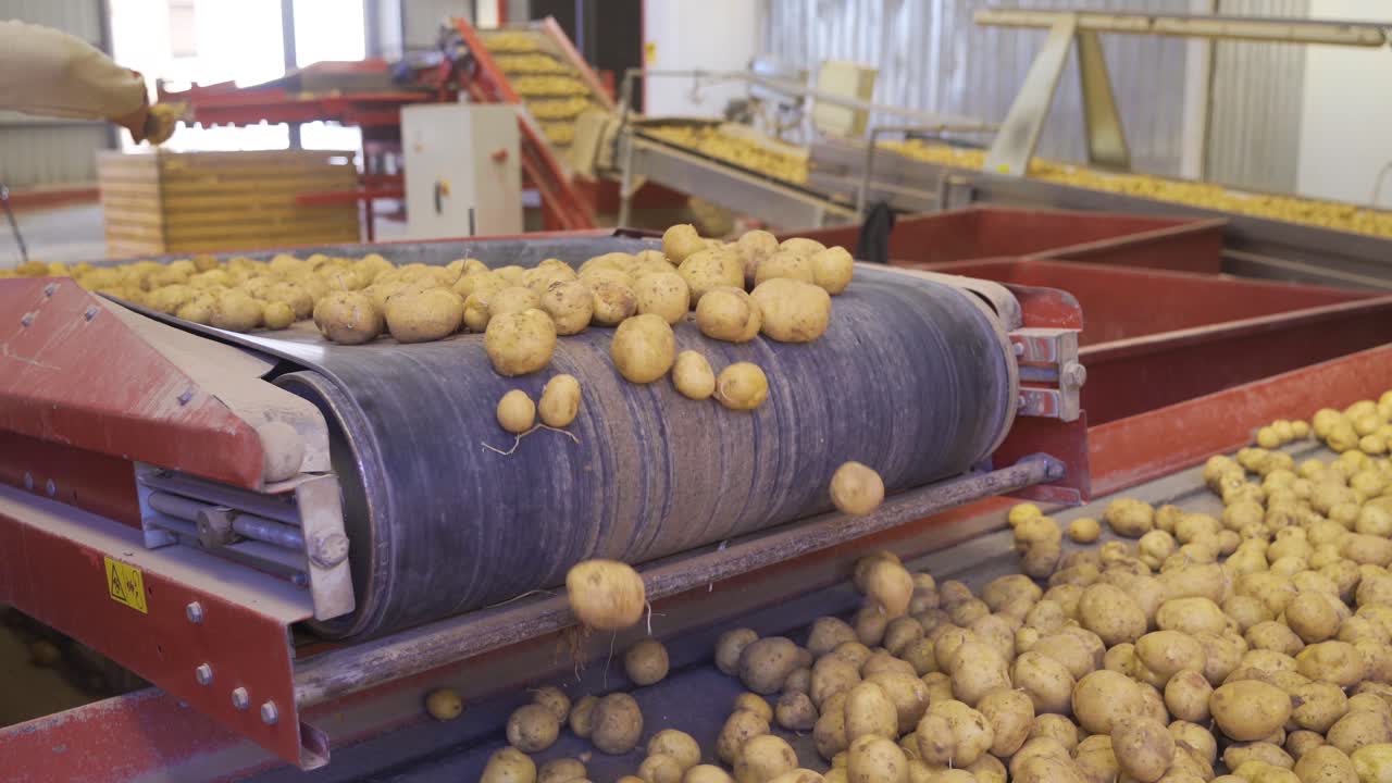 las patatas se mueven en múltiples transportadores en el almacén.