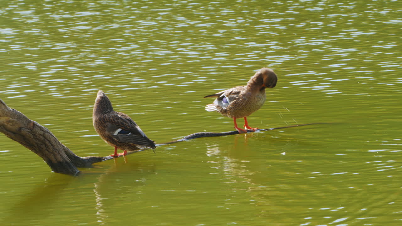 Ducks resting on a log in a pond