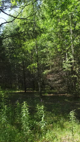 la luz del sol filtrándose a través de un denso bosque