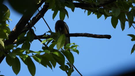 Rufous-Treepie-Vogel-Im-Baum-Uhd-Mp4-4k-Video.