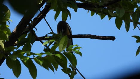 pájaro rufo treepie en árbol uhd mp4 4k video.