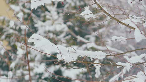 árbol-Con-Pequeñas-Ramas-Y-Nieve-Derritiéndose-En-Un-Día-Cálido