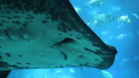 underwater view of a stingray swimming gracefully