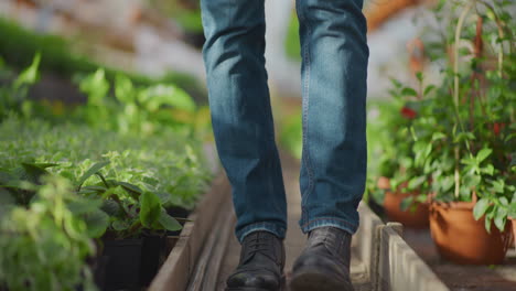 farmer walking amongst greenhouse plants