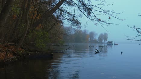 foggy autumn riverbank with fallen trees and bare branches in berlin