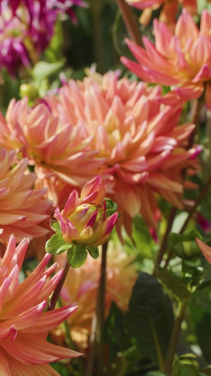 Fiori di dalia arancioni vivaci in piena fioritura, illuminati dal sole, con un leggero movimento della telecamera, in un giardino esterno