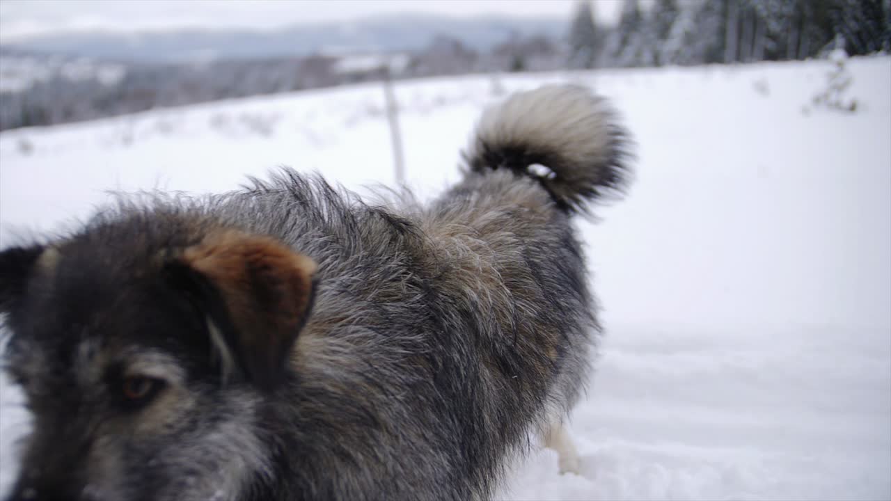A cute small dog shake himself, and walk out