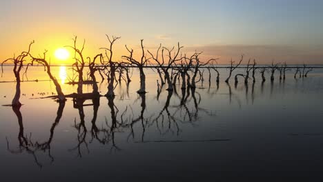Rows-of-dead-trees-standing-on-the-floodplain-with-beautiful-water-reflection-and-bright-glowing-sun-setting-in-the-horizon-at-Villa-Epecuen,-Buenos-Aires,-aerial-drone-shot
