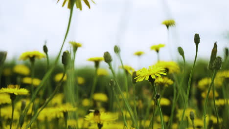 una abeja volando y alimentándose de flores amarillas silvestres para obtener néctar y polen