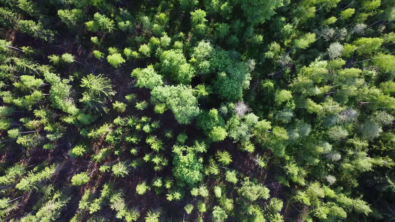 Nature background: Bird's eye view of northern evergreen boreal forest
