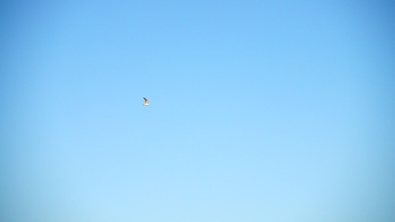 Volo di un gabbiano nel cielo sopra il mare. Rallentatore.