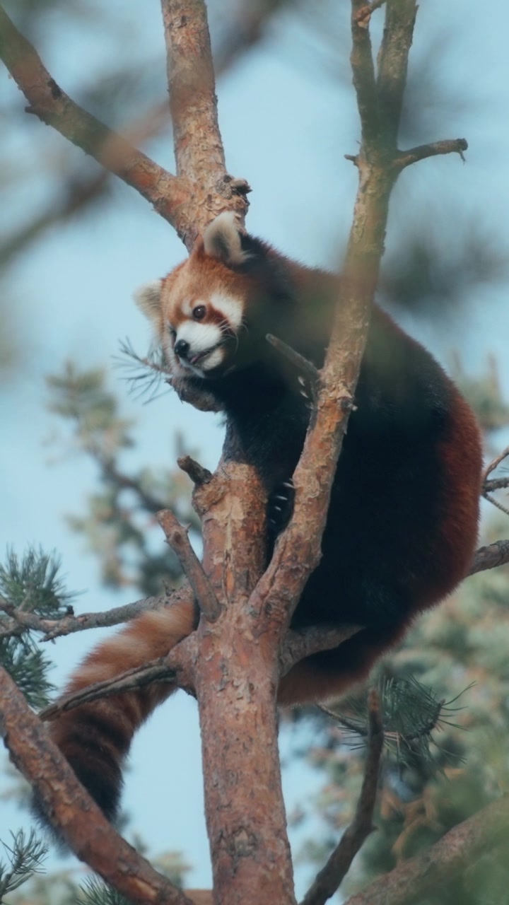 Malá panda červená sedící vysoko na borovici v lese. Vertikální.