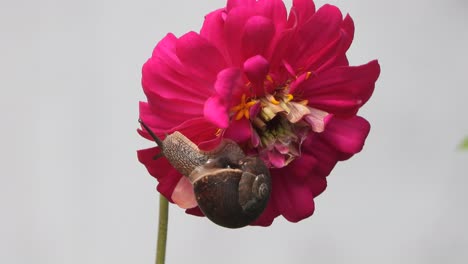 wanderschnecke in zinniablüte