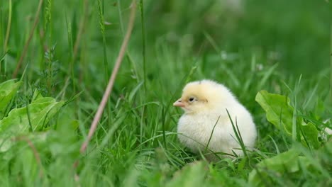 A cute chick in the grass