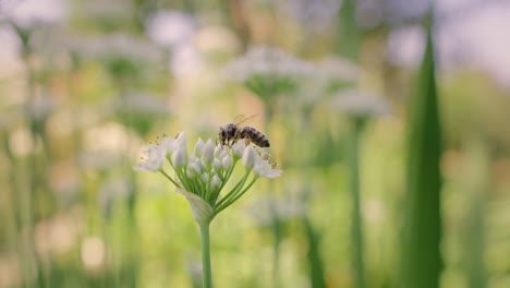 Abeja-Melífera-Caminando-Sobre-Una-Flor-Y-Buscando-Polen