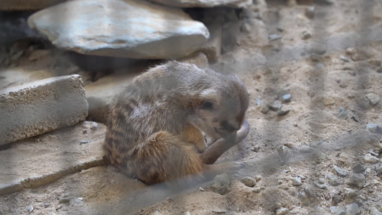 primer plano de una suricata, suricata suricatta sentada en el suelo, acicalándose y limpiando antes del anochecer en un entorno cerrado en el parque de vida silvestre langkawi, malasia, sudeste de asia