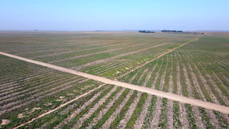 vista aérea de kilómetros de cultivos