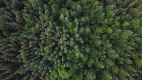 Toma-De-Rotación-Aérea-De-Un-Bosque