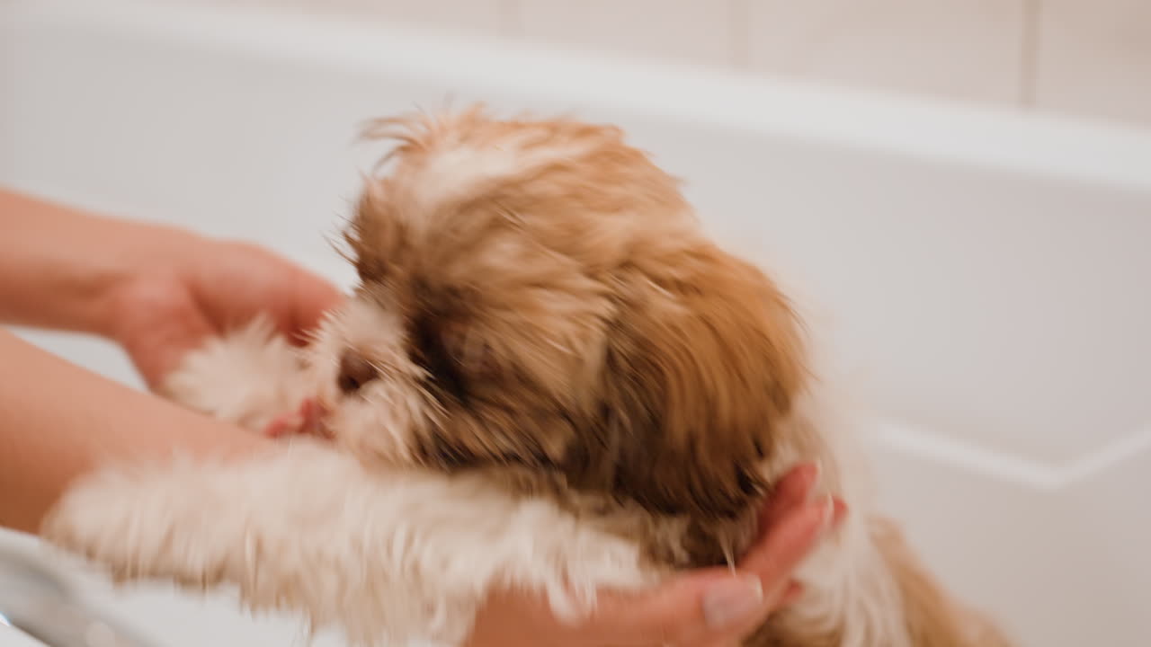White Woman Offering Hand To Playful Puppy In Bathtub, Pup Lightly Nibbling Fingers, Bubbly Water Droplets, Lively Trust Building Interaction, Warm Pink Shirt, Indoor Grooming Moment