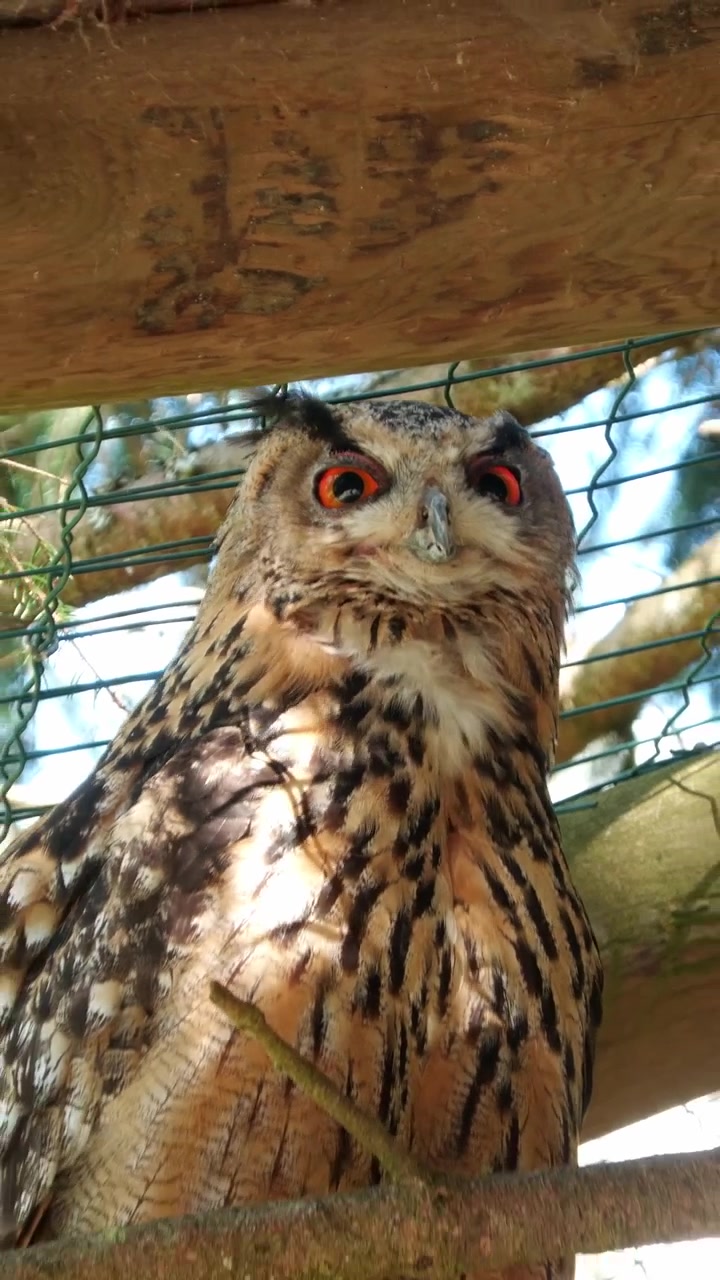 飼育下で体を掻くフクロウの4K手持ちクローズアップビデオ