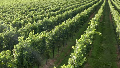 Warm view of vineyard branches and leaves waving in summer breeze