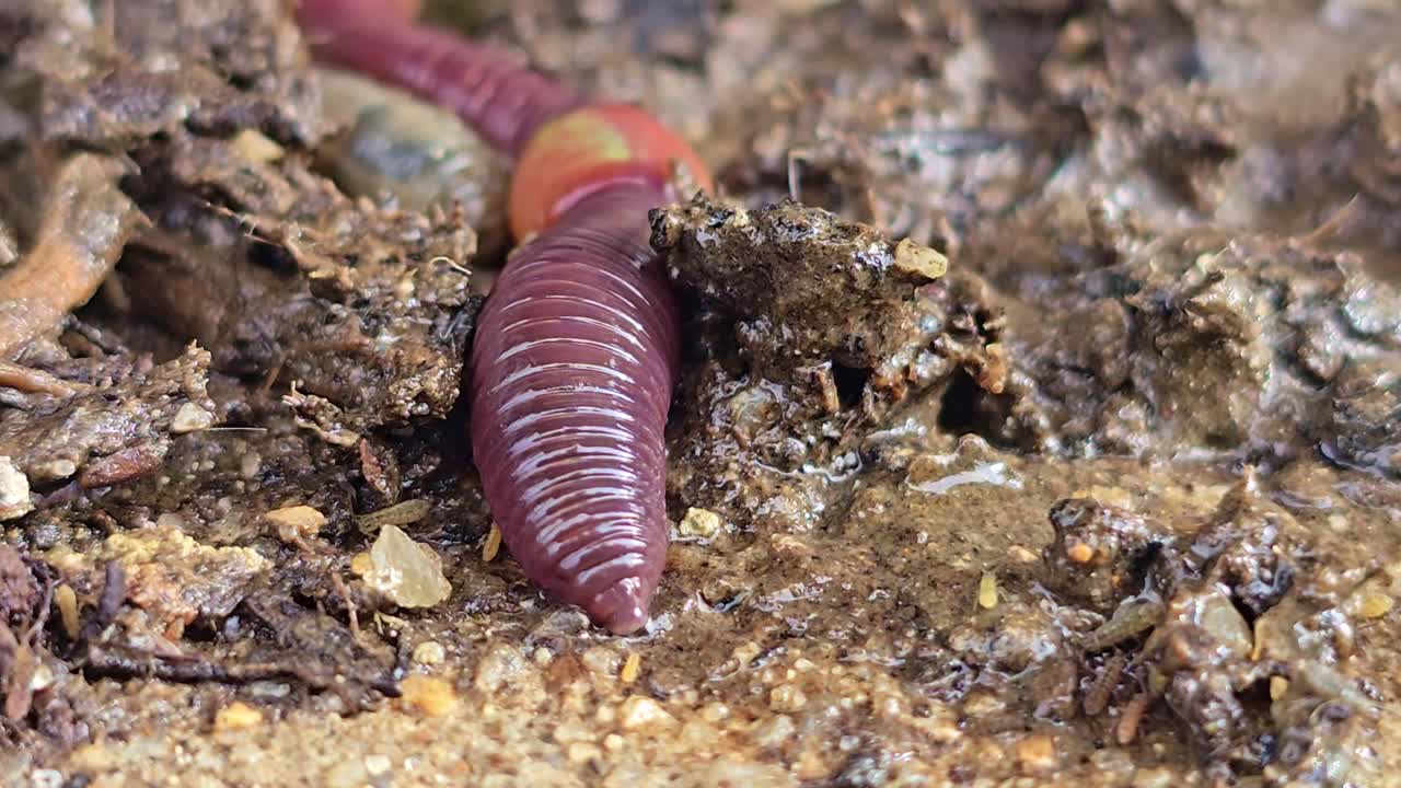 Macro close-up de uma minhoca movendo-se através do solo úmido, revelando a textura do corpo segmentado, partículas de lama e pequenos insetos em um ambiente de solo natural.