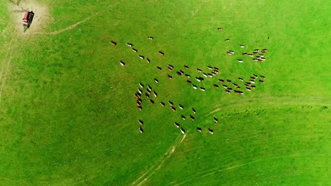 aerial top shot view of the herd of cows on the green meadow pasture