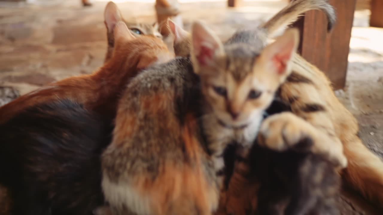 La gatta mamma osserva mentre il gattino piange per la frustrazione e lotta contro i suoi fratelli e sorelle per il cibo.