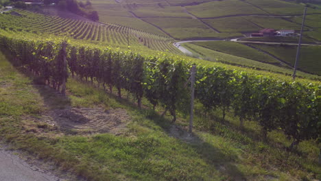 Vineyards-farming-organic-cultivation,-wine-production