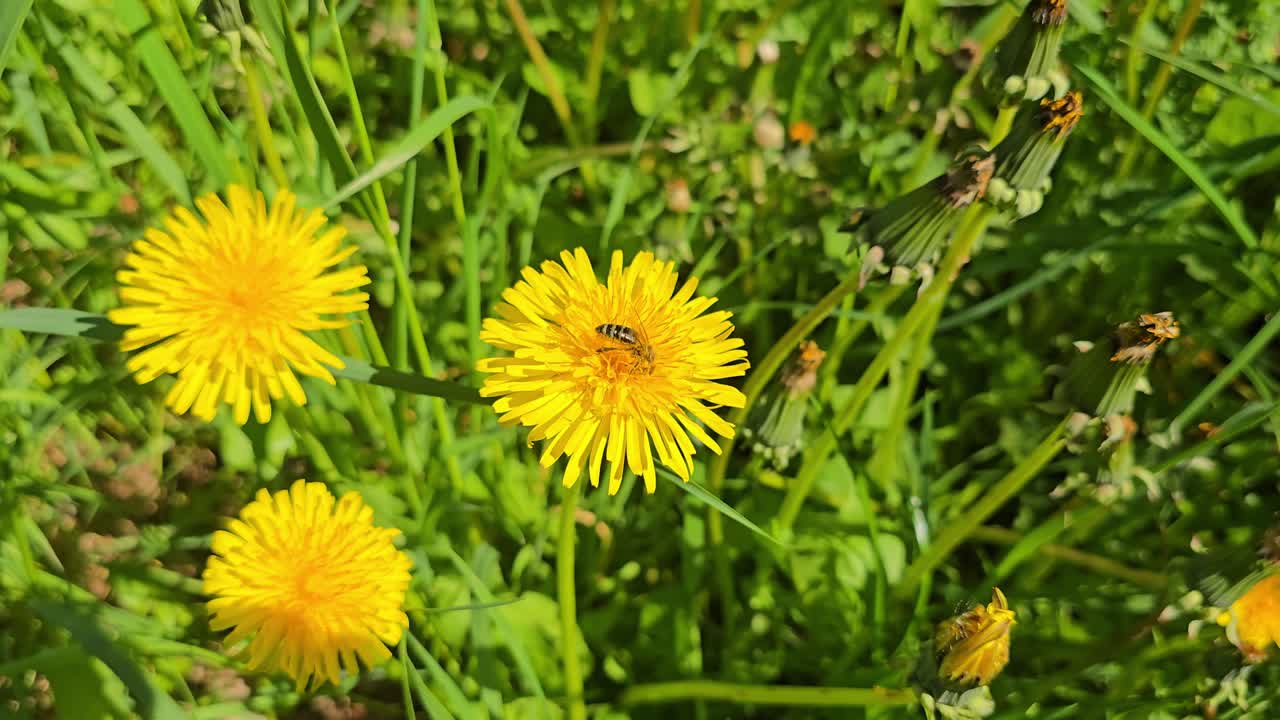 Primo piano: Dente di leone giallo brillante con un'ape nella regione del Sauerland.
