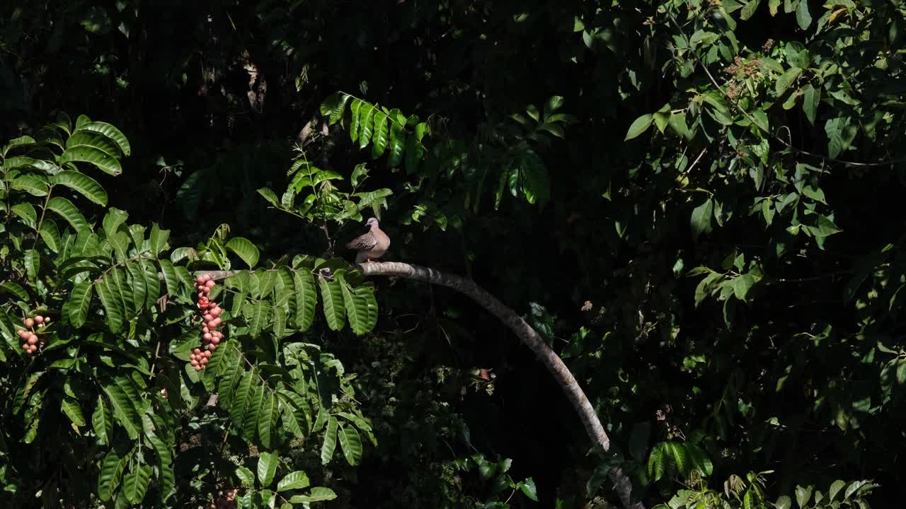 visto posado en una rama fructífera acicalándose y acicalándose bajo el sol de la mañana, paloma manchada, spilopelia chinensis, parque nacional khao yai, tailandia