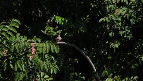 Seen-perched-on-a-fruiting-branch-preening-and-grooming-itself-under-the-morning-sun,-Spotted-Dove,-Spilopelia-chinensis,-Khao-Yai-National-Park,-Thailand