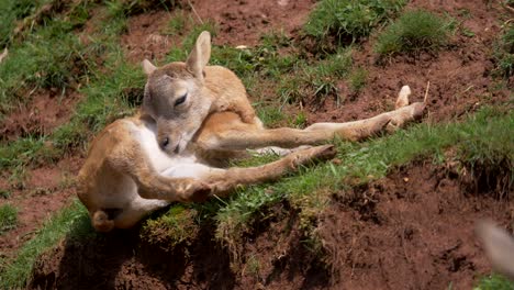 Nahaufnahme-Eines-Wilden-Jungen-Mufflons,-Der-Sich-Draußen-Auf-Einem-Grasberg-Im-Sonnenlicht-Reinigt