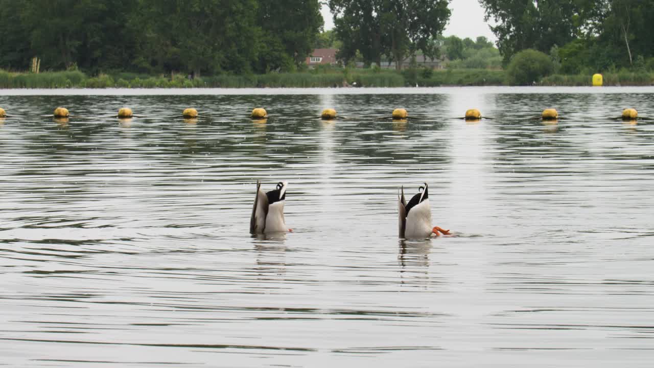 Two ducks dive playfully in a calm lake, surrounded by buoys, with trees and cozy houses lining the peaceful shoreline.