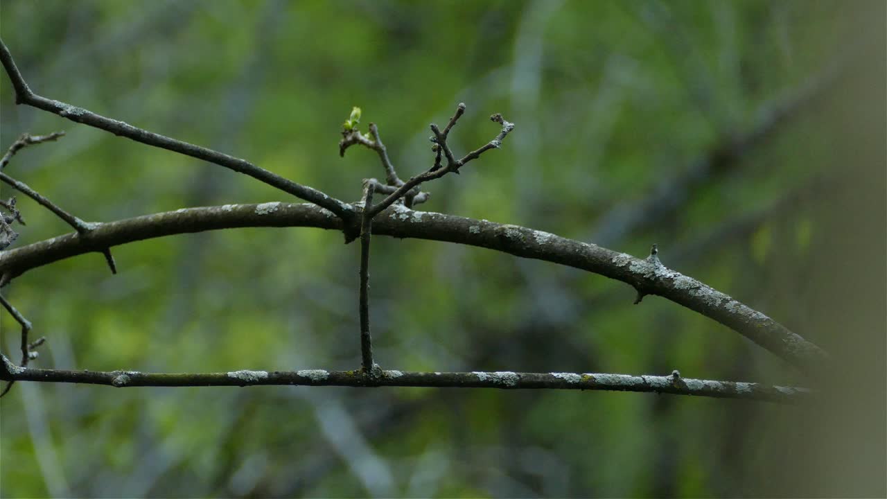 나뭇가지에 앉은 목련 휘파람새가 날아간다