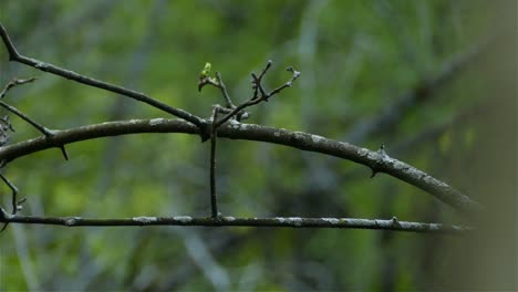 a magnolia warbler perched on tree branch then flies away