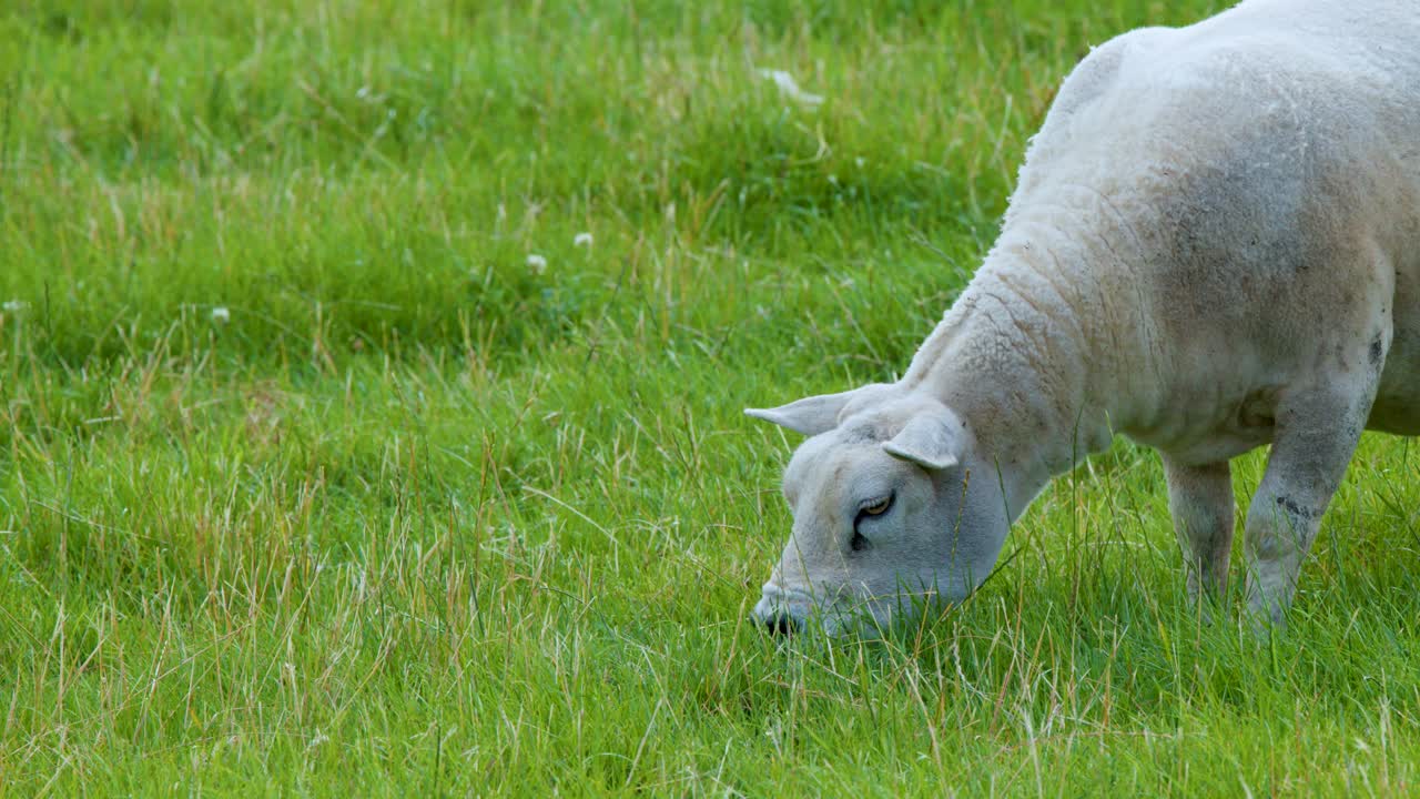 Single sheep eating grass in green field, natural daylight, steady camera, tranquil rural atmosphere