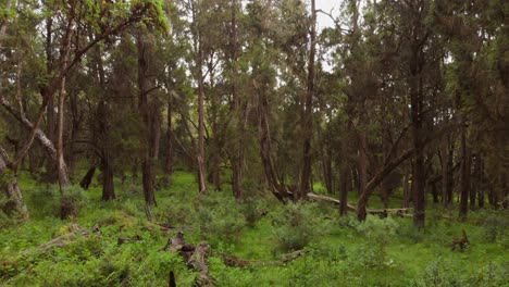 Ein-Grüner,-üppiger-Wald-An-Den-Hängen-Des-Mount-Kenia