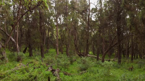 un bosque verde y exuberante en las laderas del monte kenia