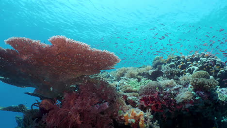 Un-Colorido-Pólipo-De-Coral-Y-Una-Bandada-De-Peces-Barrenderos-Dorados-Flotan-Alrededor-Del-Arrecife