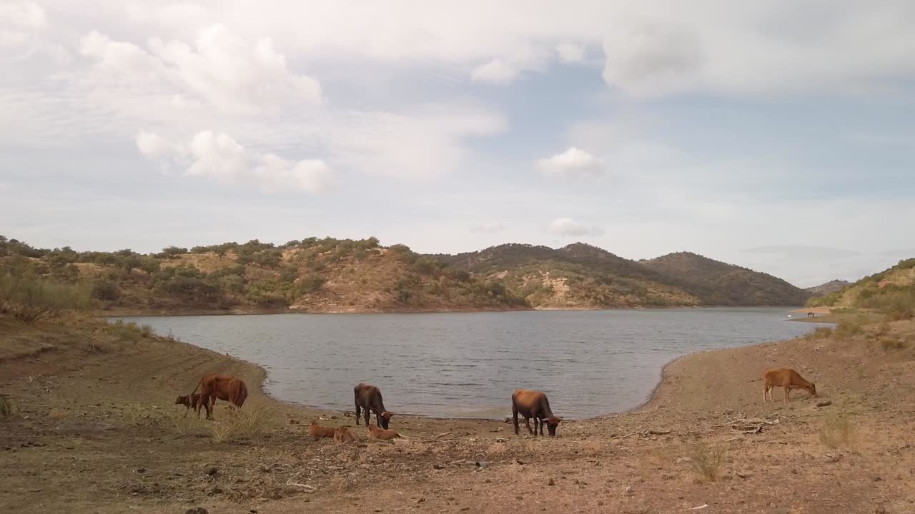 호수 가장자리에서 풀을 뜯고 있는 어린 송아지들과 함께 있는 소들, 정적이고 넓은 풍경