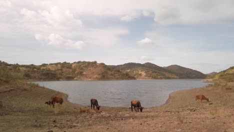 cows with baby calves grazing by edge of lake, static wide landscape