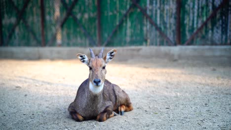 el parque zoológico nacional en delhi