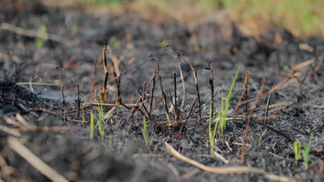 Vista-Detallada-Del-Nuevo-Crecimiento-Verde-Que-Emerge-De-Un-Campo-De-Arroz-Quemado,-Lo-Que-Ilustra-La-Resiliencia-De-La-Naturaleza-Y-Las-Prácticas-Agrícolas-En-Indonesia.