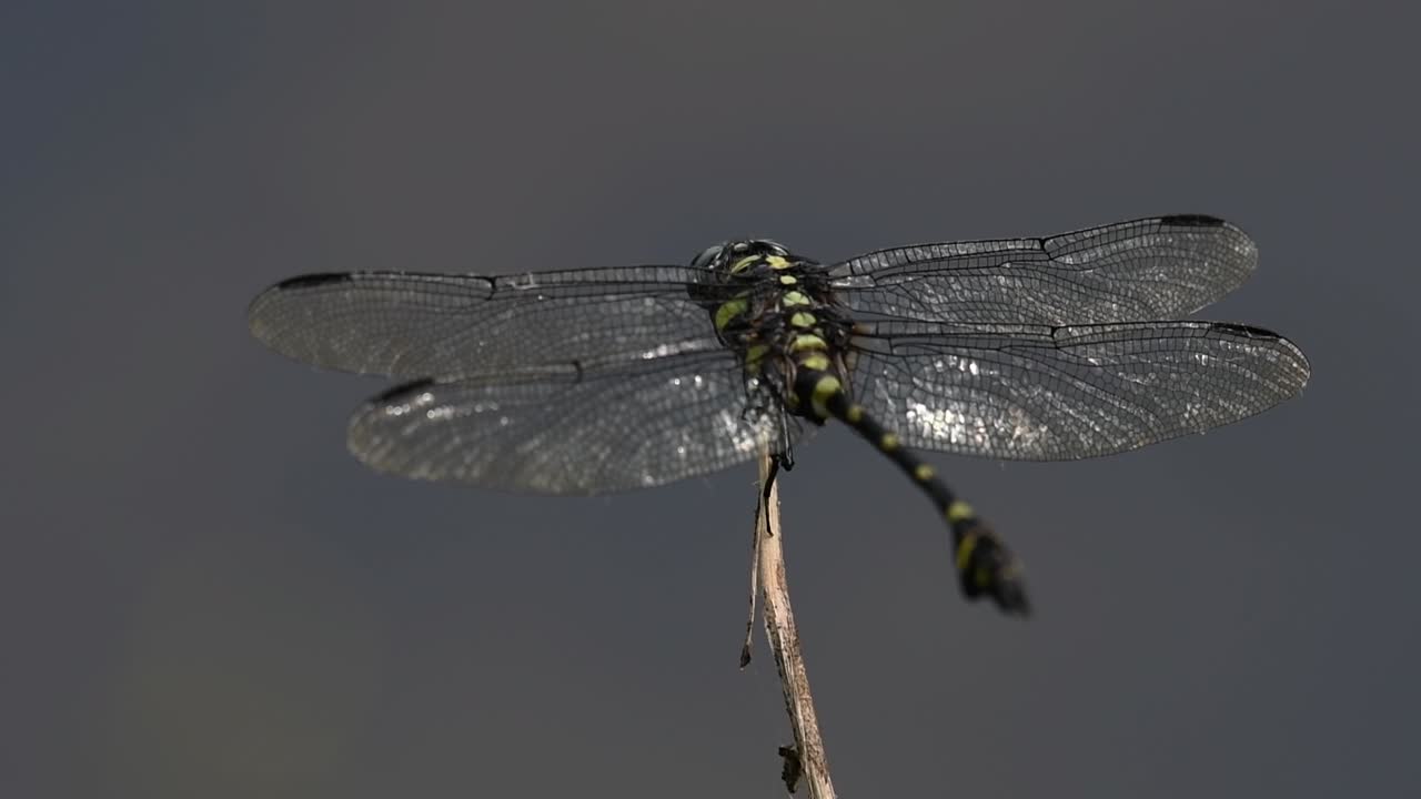 la libélula de cola de brida común se ve comúnmente en tailandia y asia