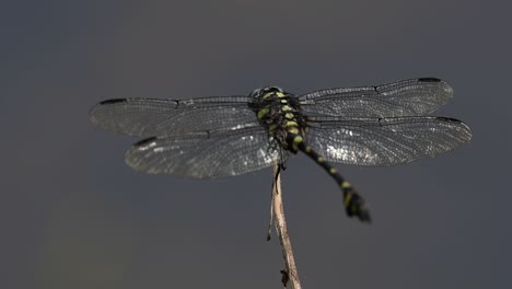 La-Libélula-De-Cola-De-Brida-Común-Se-Ve-Comúnmente-En-Tailandia-Y-Asia