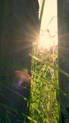 la luz del sol a través de una valla de madera