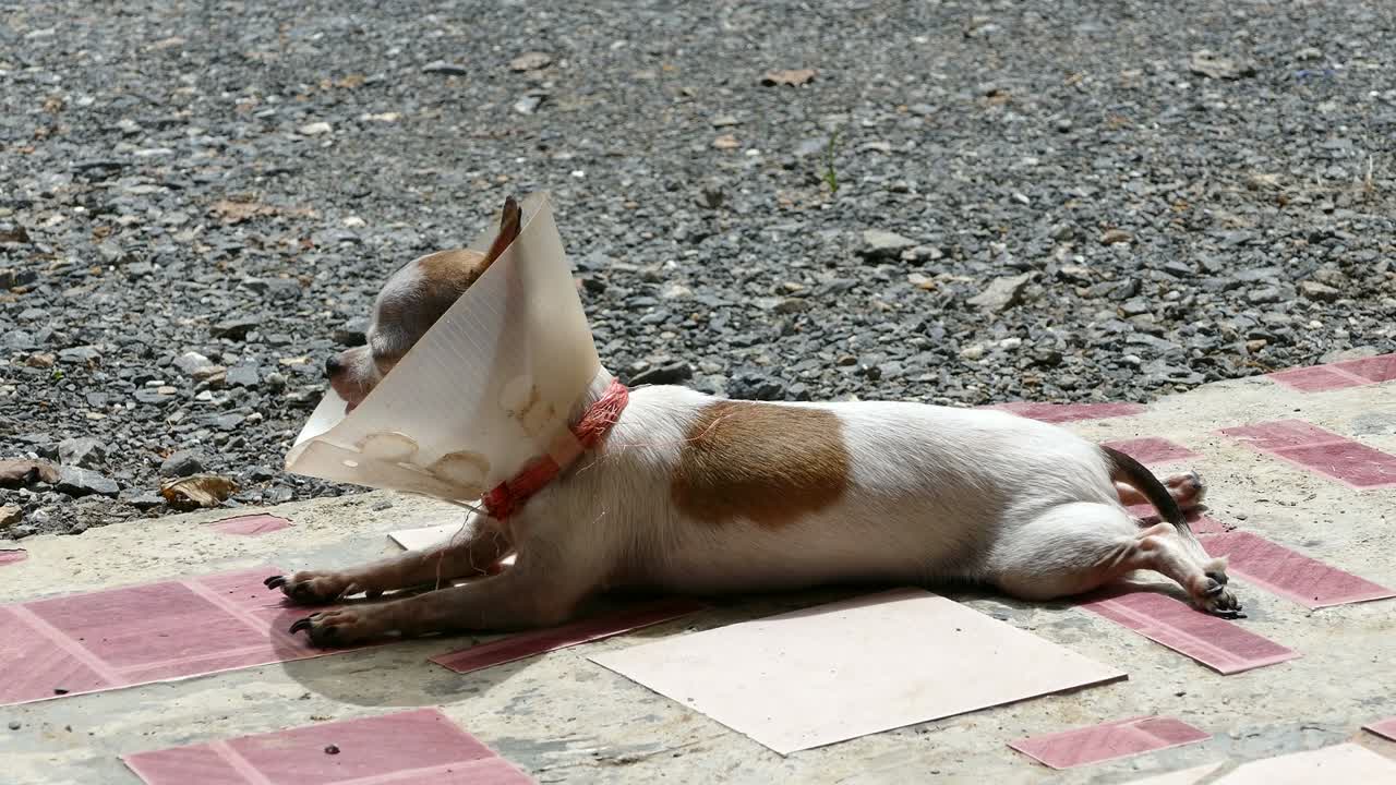 Chihuahua dog sunbathing