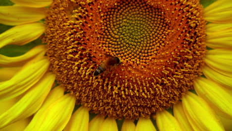 Honey bee collecting nectar from sunflower disc florets, close up view of sunflower disc florets, Natural pollination by bees, close up view of bee pollination