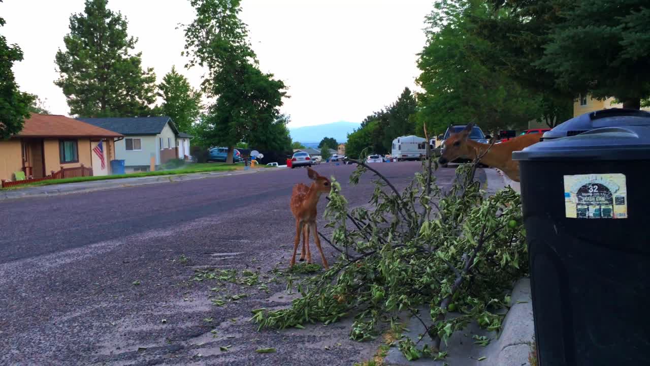 어머니와 새끼 사슴 흰 꼬리 사슴은 쓰레기통 옆 보도에서 나뭇가지를 먹는다